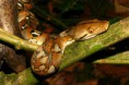 /album/photo-gallery-wildlife1/reticulated-python-broghammerus-reticulatus-danum-valley-jpg/
